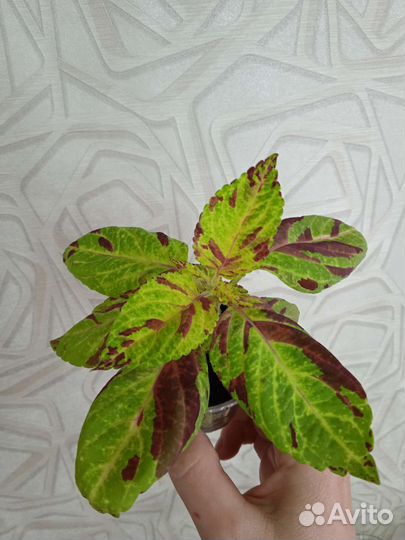 Комнатные цветы