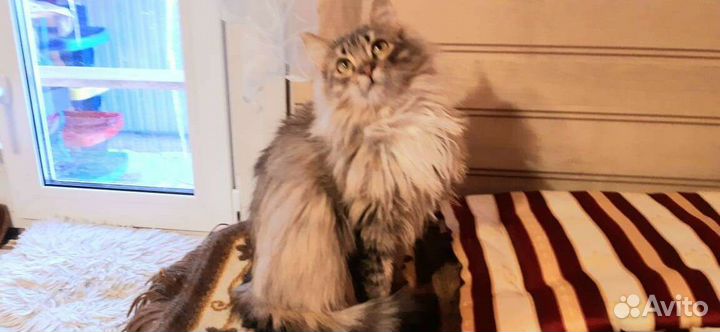 Ксюша, стерилизована