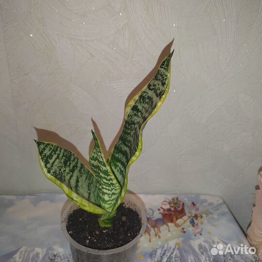 Сансевиерия футура