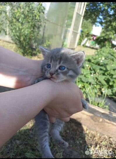 Котята в добрые руки даром