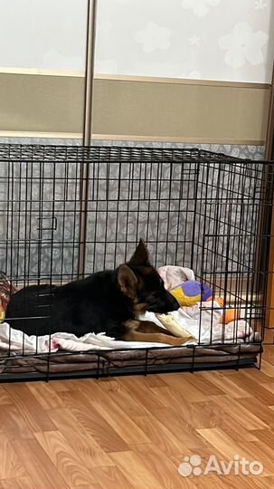 Клетка для собак номер 4