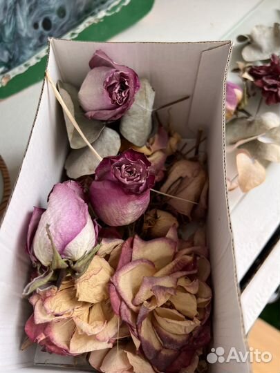 Гербарий сухоцвет