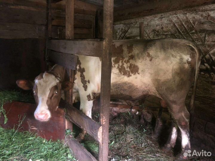 Вьетнамск вислобрюхий поросенок,бык на племя