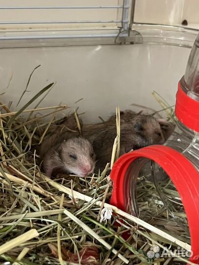 Сирийский хомяк малыши