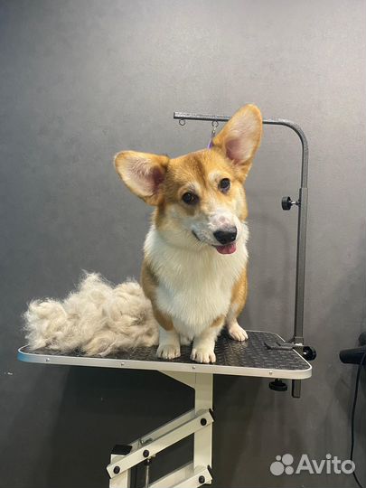 Экспресс линька для собак и кошек