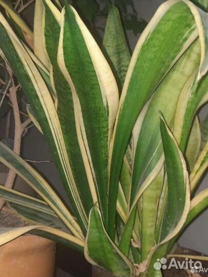 Сансевиерия лауренти