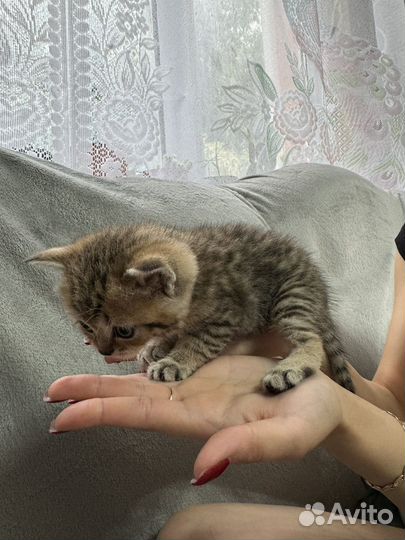 Шотландский котенок, мальчик