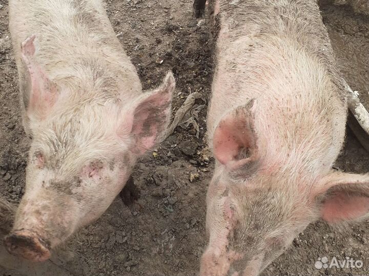 Продаю свиньи по 5 месяцев