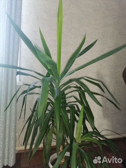 Фикусы бенджамина, юкка