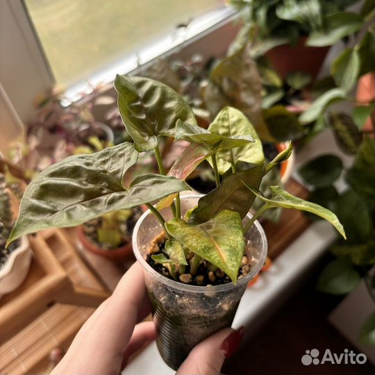 Сингониум арон браун