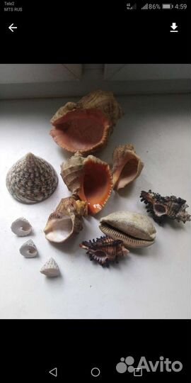 Ракушки для аквариума