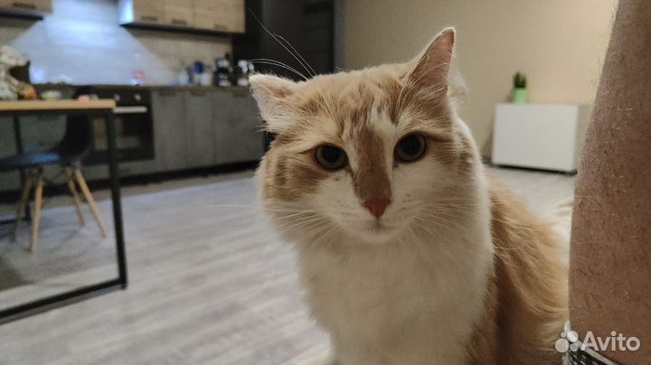 Потерялся рыжий кот