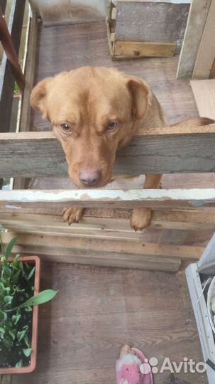 Собака в добрые руки