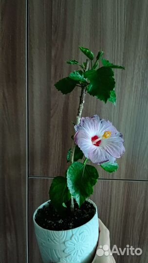 Гибискус