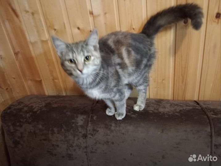 Котята в добрые руки даром бесплатно