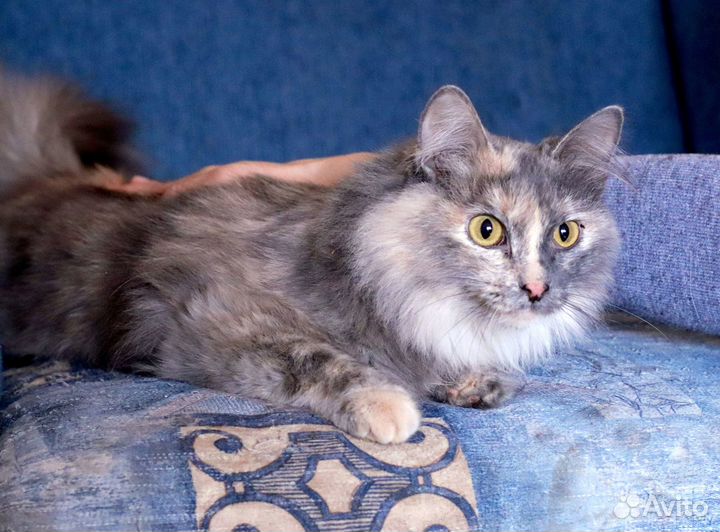 Кошки бесплатно