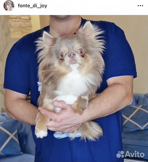 Чихуахуа мальчик с голубыми глазами