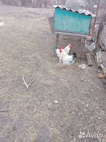 Куры петухи