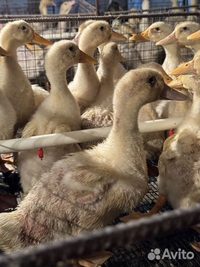 Утка стар 53