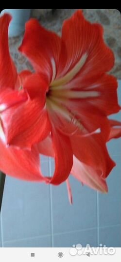 Гиппиаструм