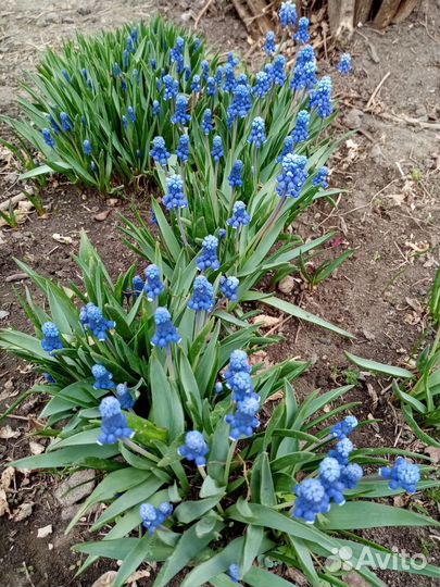 Ромашка, мускари, золотые шары