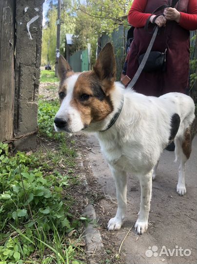 Собака брошенная у ТЦ