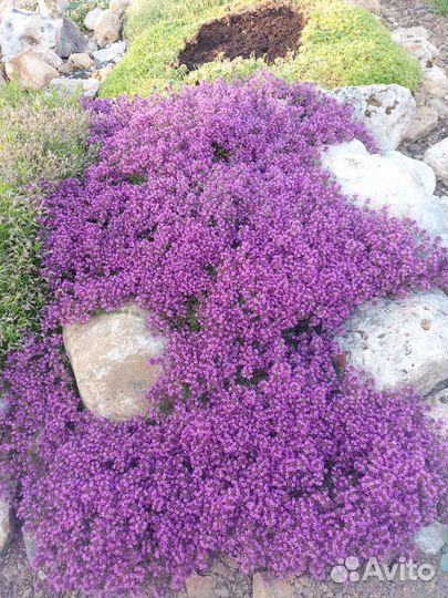 Растения для альпийской горки