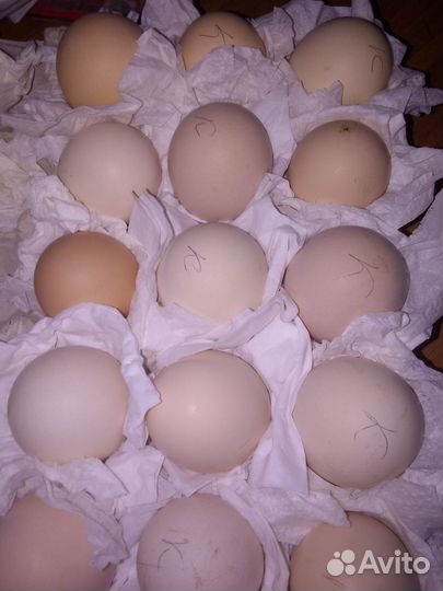 Инкубационное яйцо