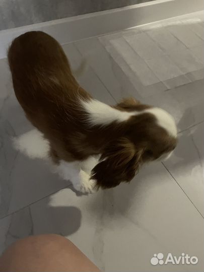 Кавалер кинг чарльз спаниель девочка