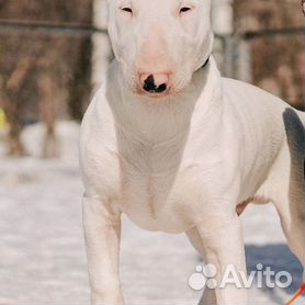 Собаки и щенки🐕 породы Бультерьер: купить недорого в Уфе | Цены на собак |  Авито