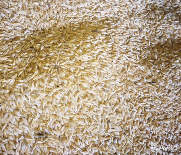 Кукуруза, Ячмень в мешках