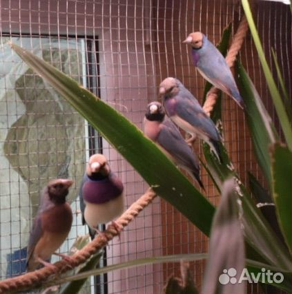 Амадины гульда