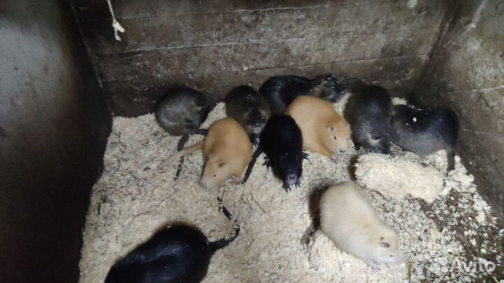 Нутрии на племя