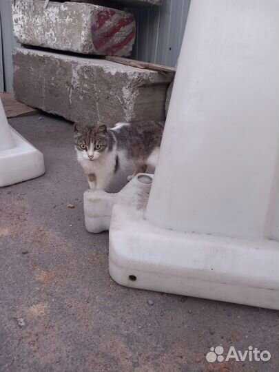 Жила была на улице кошечка Лиза