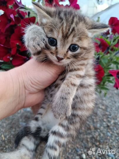 Шотландская