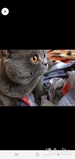 Кот на вязку