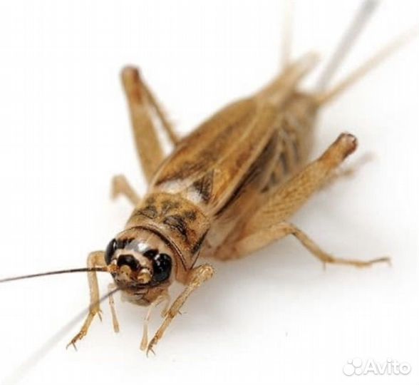 Сверчки, саранча, бражник, зофобас и др