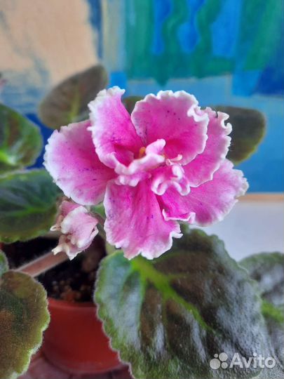 Сортовые фиалки