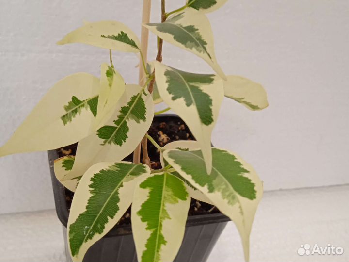 Фикус Де-гантель