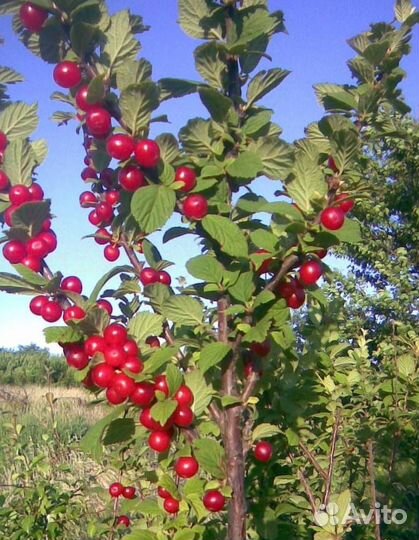 Саженцы вишни Войлочная