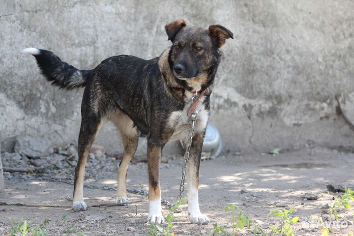 Тина