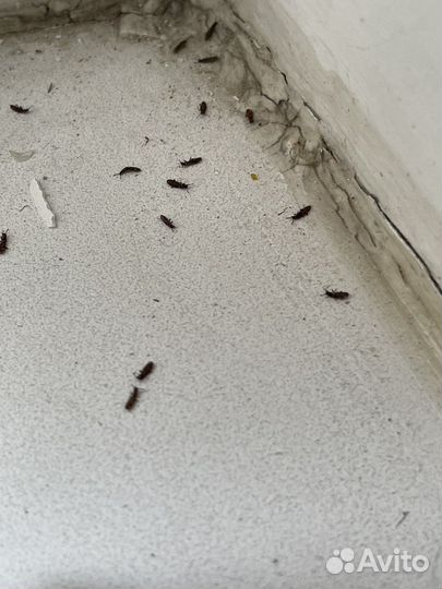 Бугры Уничтожение насекомых Дезинфекция