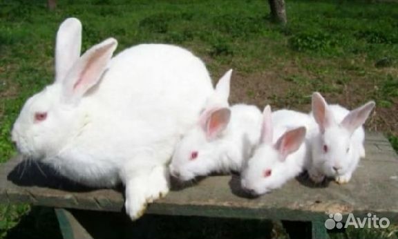 Кролики белый паннон чистых кровей 3 мес