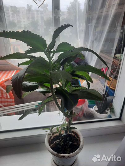 Каланхоэ лечебное