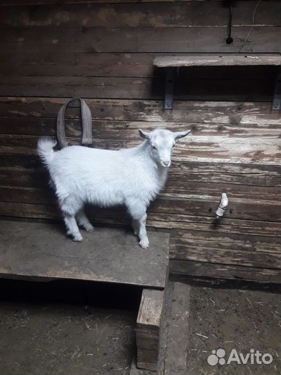 Козлик на племя