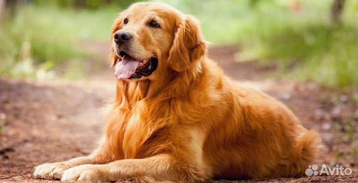 Выгул собак