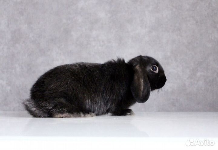 Декоративные карликовые кролики