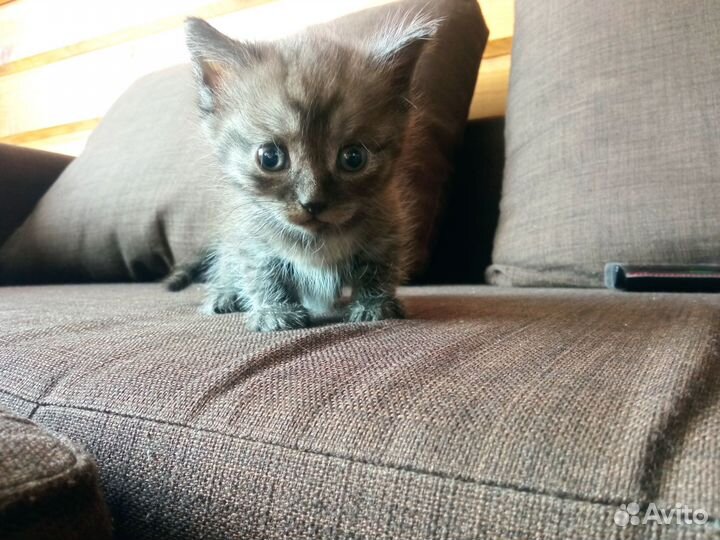 Кошечка