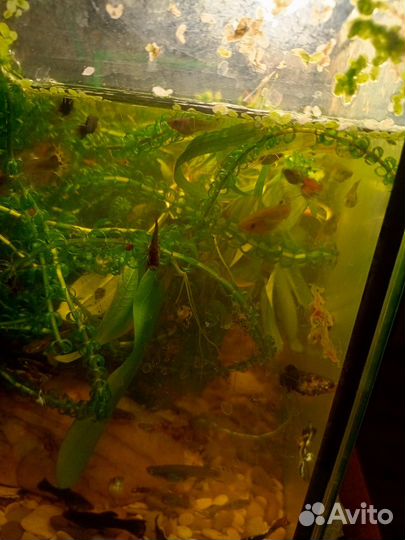 Мальки гуппи