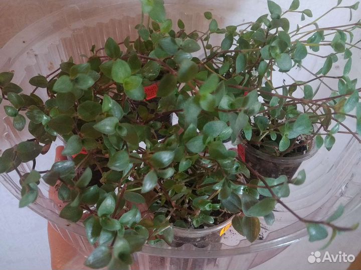 Каллизия 5 сортов